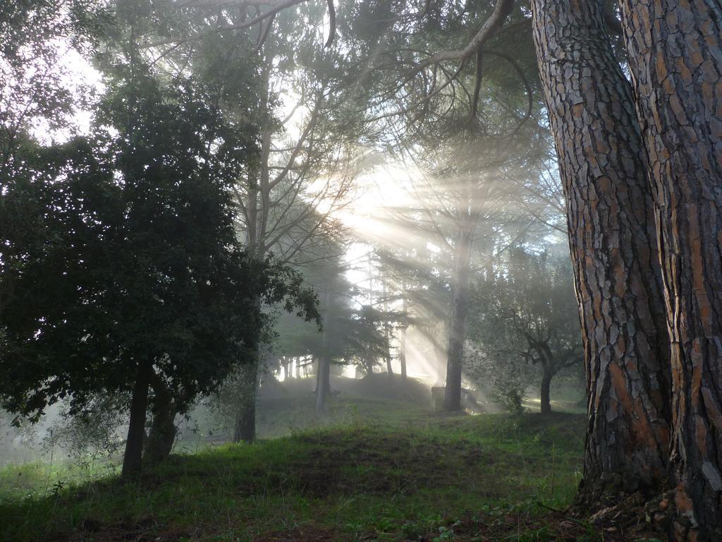 Agriturismo Terre Della Rinascita Castelnuovo della Misericordia エクステリア 写真